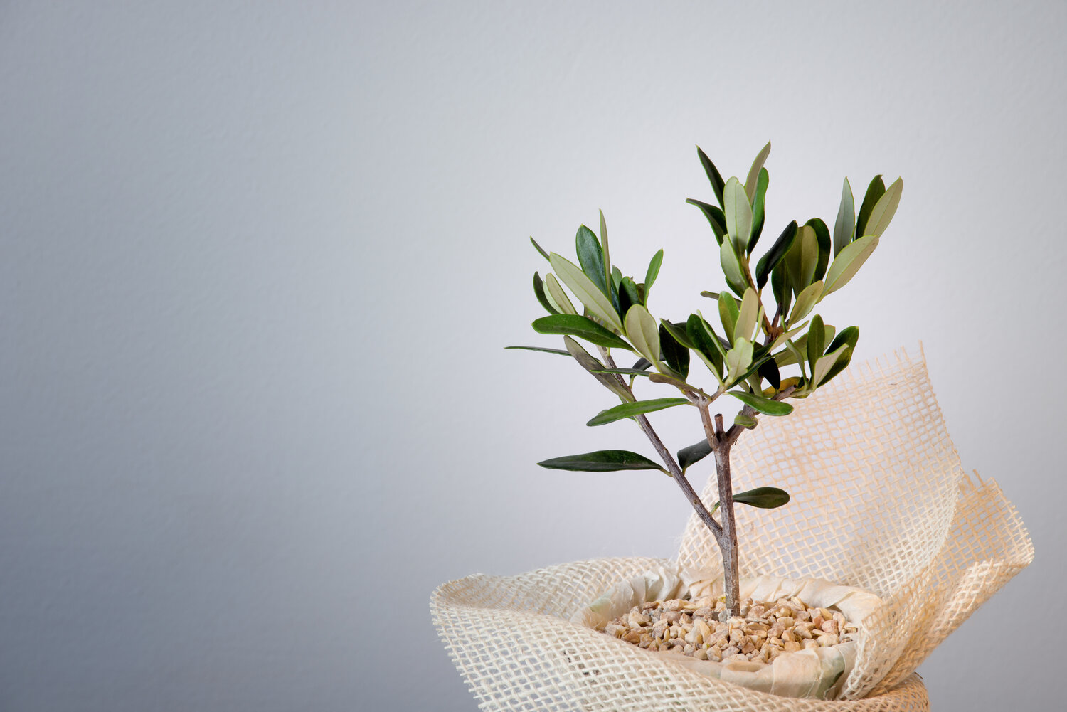How Often to Water an Olive Tree